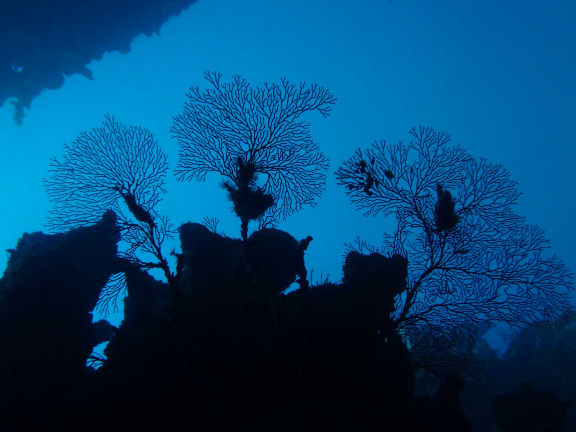 Mitigating ocean’s acidification 